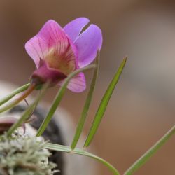 Lathyrus clymenum