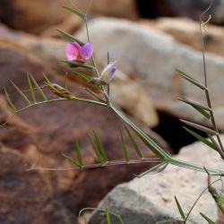 Lathyrus clymenum