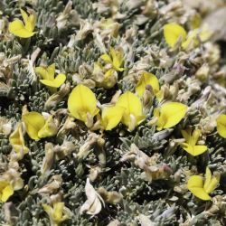 Leobordea tapetiformis