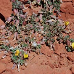 Lotononis maroccana