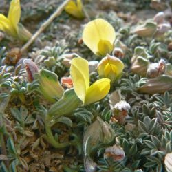 Lotononis maroccana