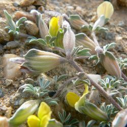 Lotononis maroccana