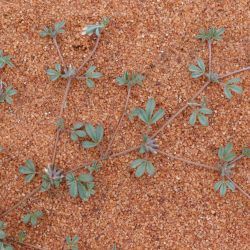Lotononis platycarpa