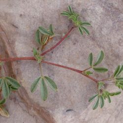 Lotononis platycarpa