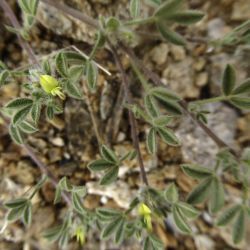 Lotononis platycarpa