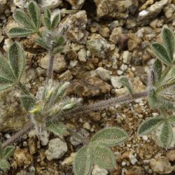 Lotononis platycarpa