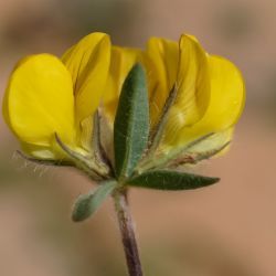 Lotus arenarius