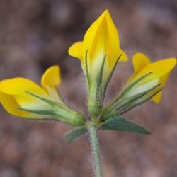Lotus arenarius