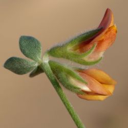 Lotus chazaliei