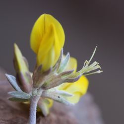 Lotus creticus