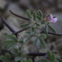 Lotus glinoides