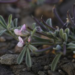 Lotus glinoides