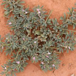 Lotus glinoides