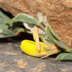 Lotus halophilus