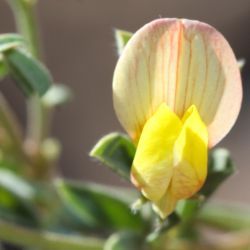 Lotus halophilus