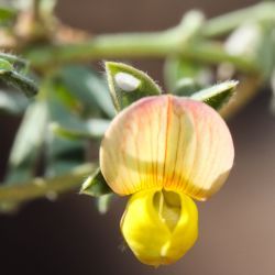 Lotus halophilus