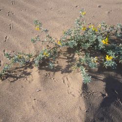 Lotus pseudocreticus