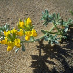 Lotus pseudocreticus
