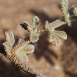Lotus pseudocreticus