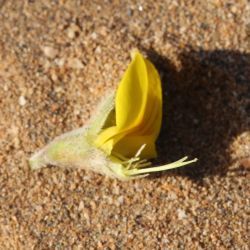 Lotus pseudocreticus