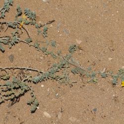 Lotus pseudocreticus