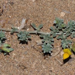 Lotus pseudocreticus