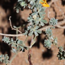 Lotus pseudocreticus