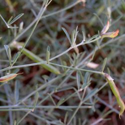 Lotus simoneae