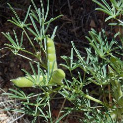 Lupinus angustifolius subsp. reticulatus