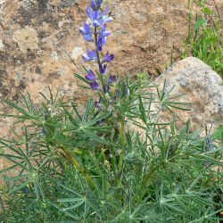 Lupinus angustifolius subsp. reticulatus