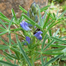 Lupinus angustifolius subsp. reticulatus