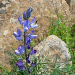 Lupinus angustifolius subsp. reticulatus