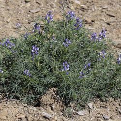 Lupinus angustifolius subsp. reticulatus