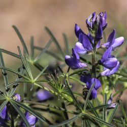 Lupinus angustifolius subsp. reticulatus