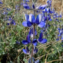 Lupinus cosentinii