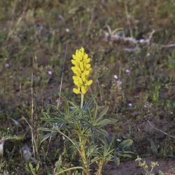 Lupinus luteus