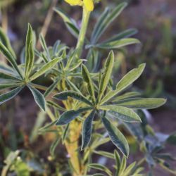 Lupinus luteus
