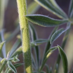 Lupinus luteus