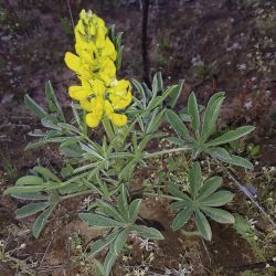 Lupinus luteus