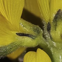 Lupinus luteus