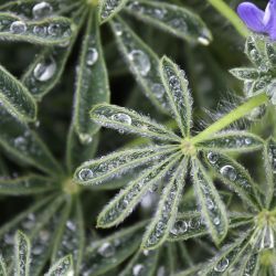 Lupinus micranthus