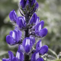 Lupinus micranthus