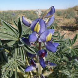 Lupinus tassilicus