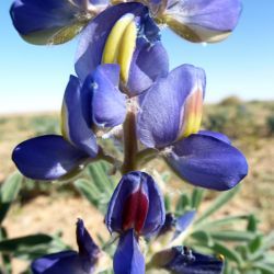 Lupinus tassilicus