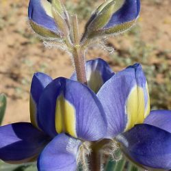 Lupinus tassilicus