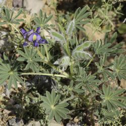 Lupinus tassilicus