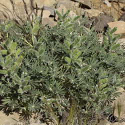 Lupinus tassilicus
