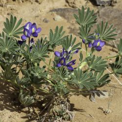 Lupinus tassilicus