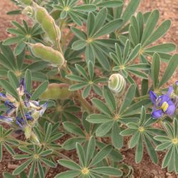 Lupinus tassilicus