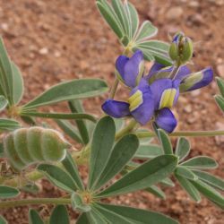 Lupinus tassilicus